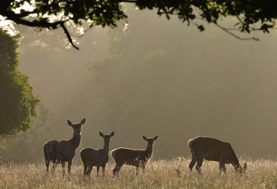Deer grazing on green parkland in Windsor Great Park, Berkshire