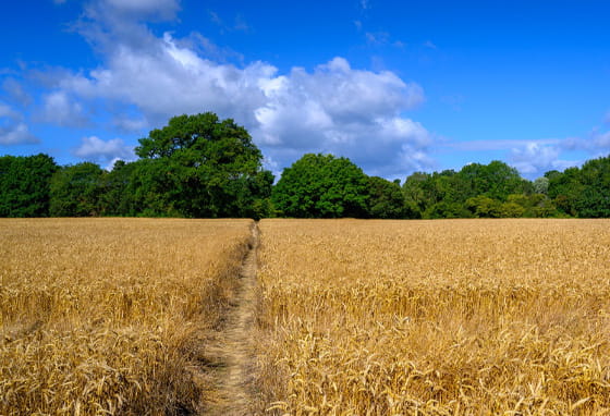 Cornfield in Pacddock Wood