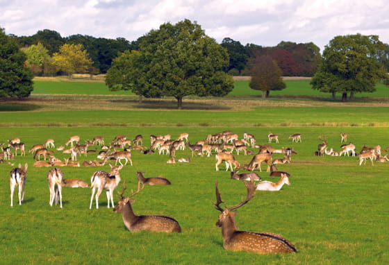 Deer grazing in Richmond Park near the Surrey border