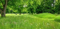 Greenery and walk paths around Abbey Barn Park