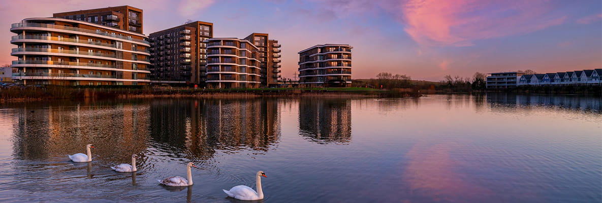White swans on a lake with new build apartments in the background at dawn or dusk