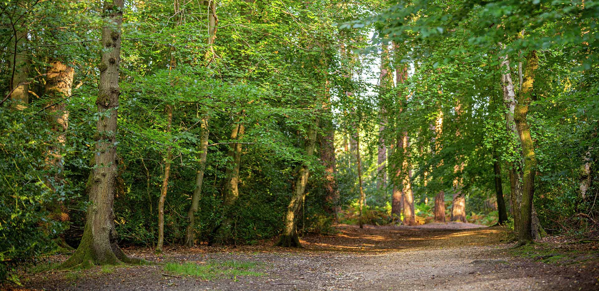 Berkeley, Berkeley Place, Local Area, Burnham Beeches
