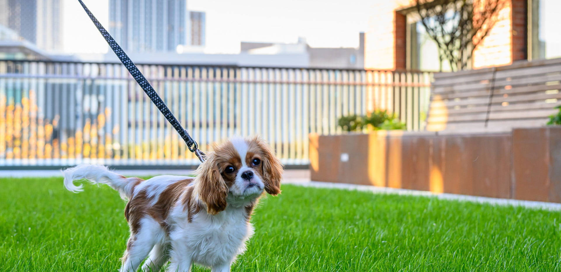 Closeup of dog on well-maintained grass lawn