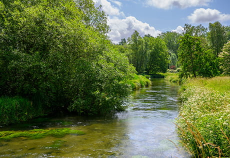 Image of a river flowing through green lush woodland