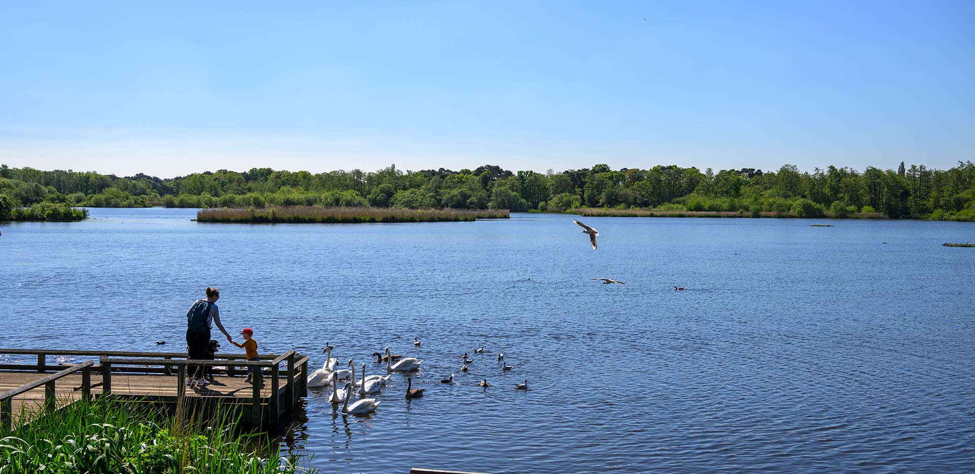 Hareshill Local Area - ponds