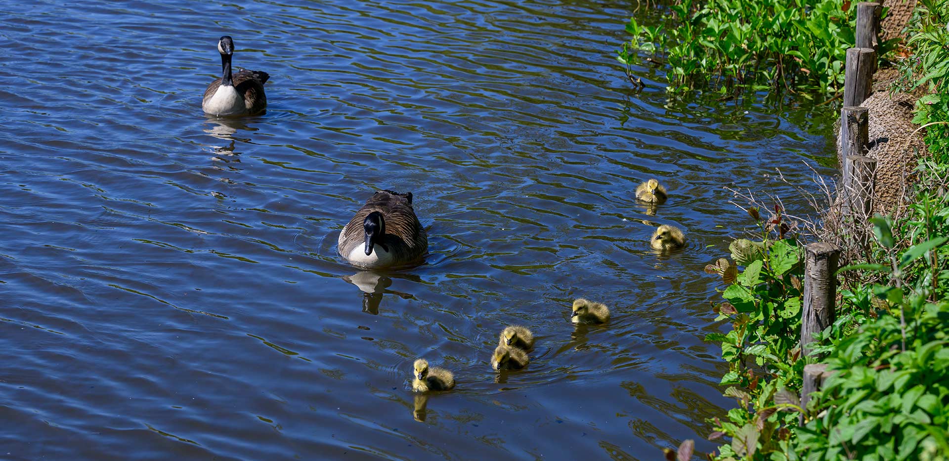 Hareshill Local Area - ponds