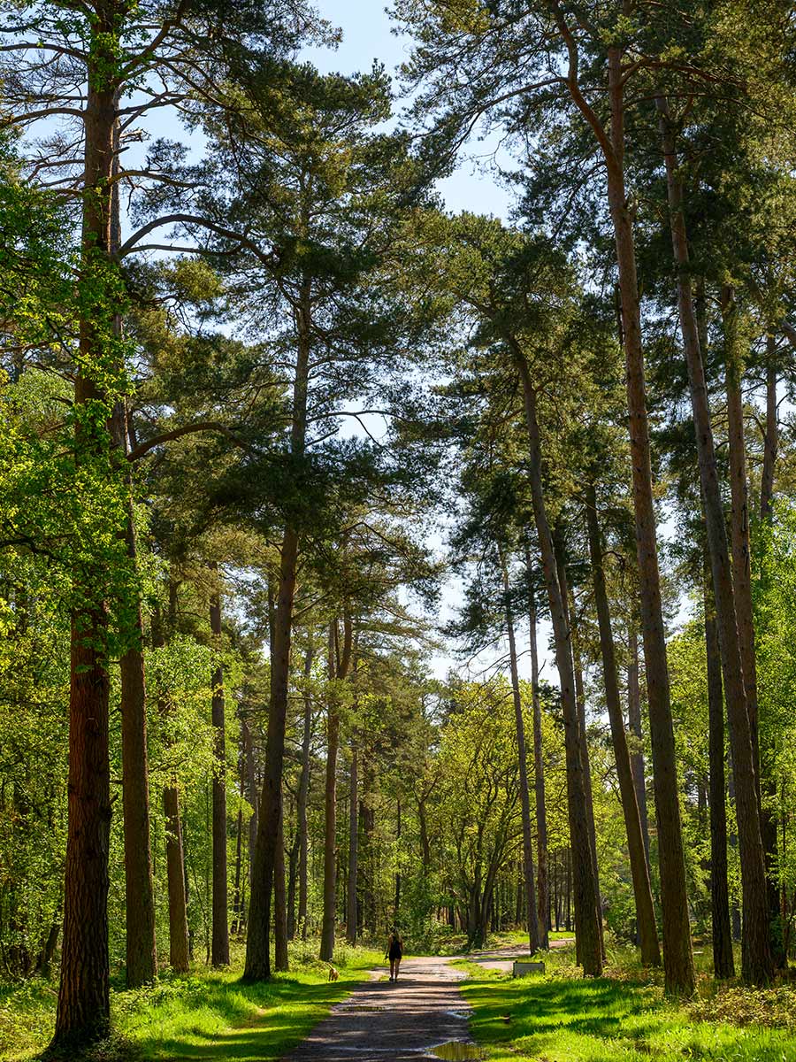 Hareshill Local Area - nature