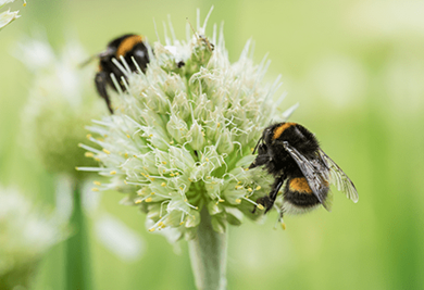 Berkeley, Hareshill, Creating space for nature