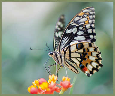 Hartland-Village_A-Beautiful-Environment_Butterfly-Banks