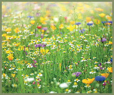 Hartland-Village_A-Beautiful-Environment_Wild-Flower-Meadow