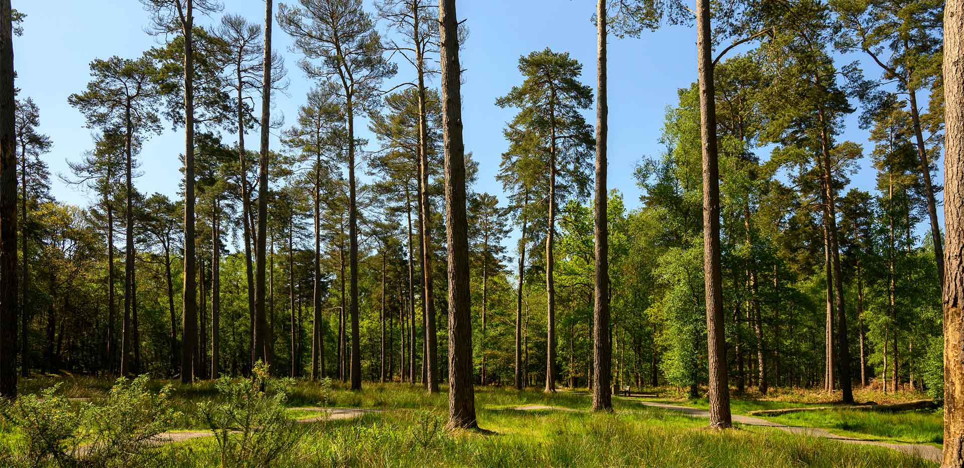 An image of the local area at Hartland Village
