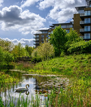 Image of a swan swimming at Cator Park Pond