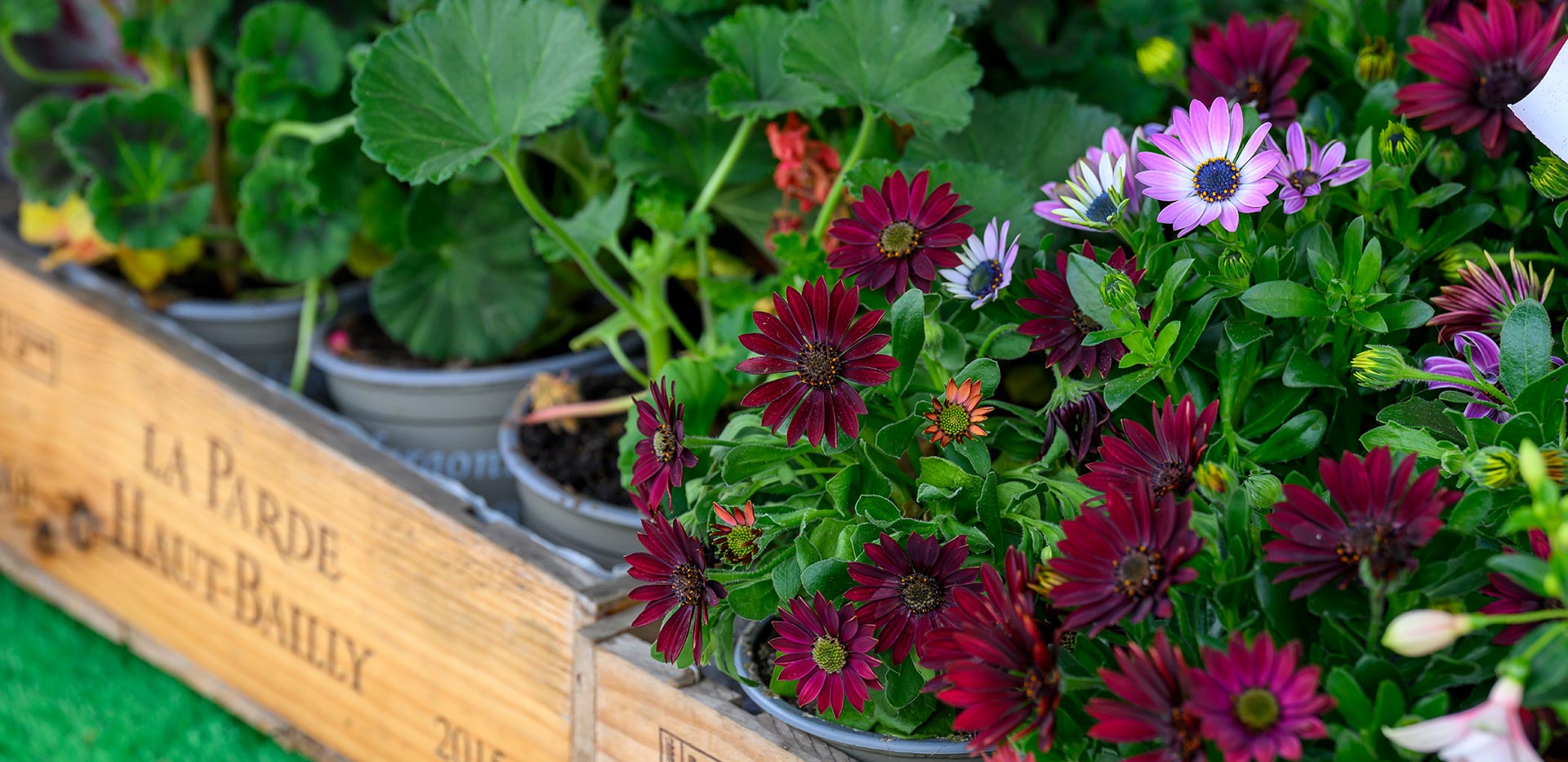 Blackheath Village florist