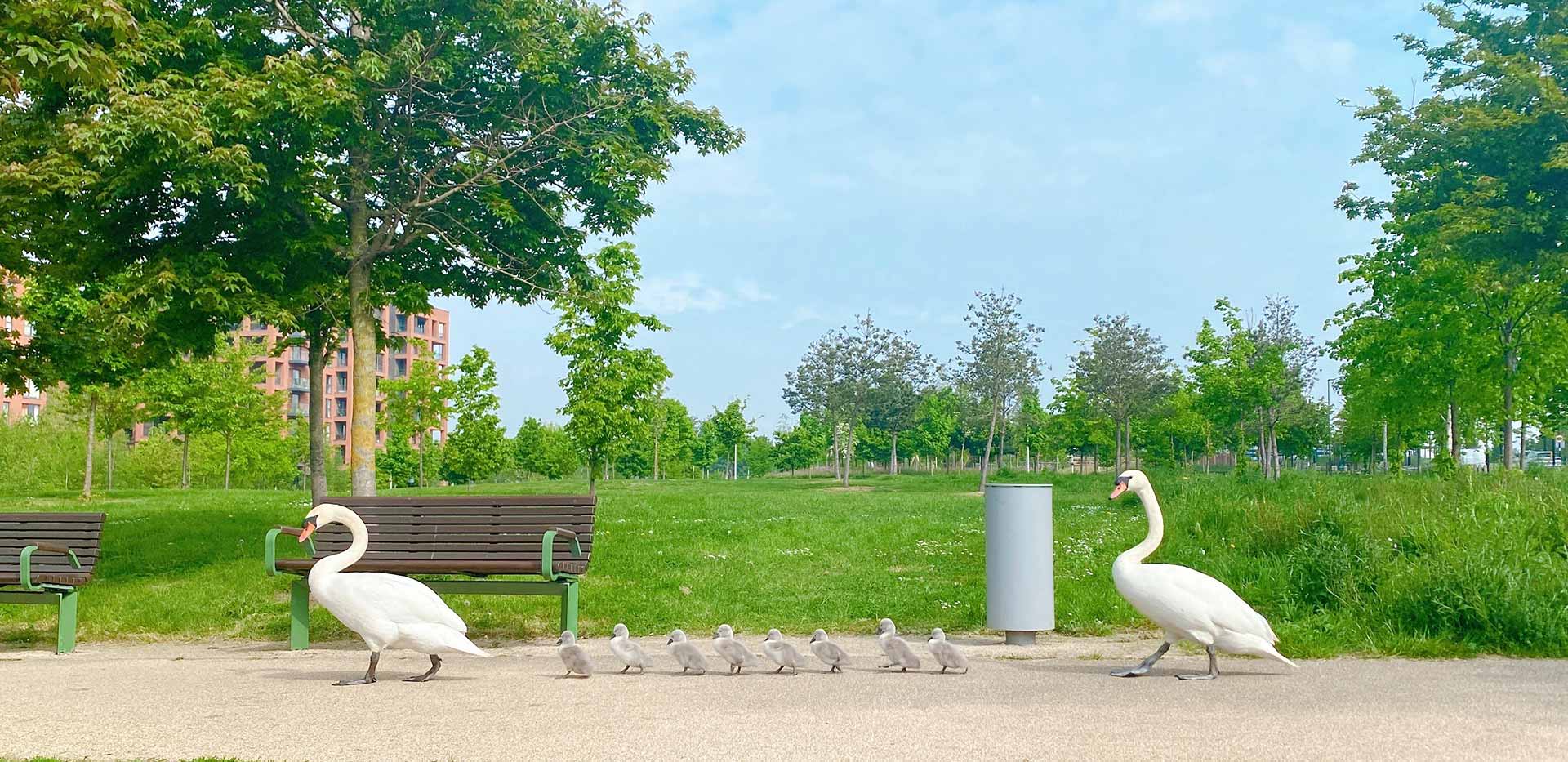 Kidbrooke Village Parkland
