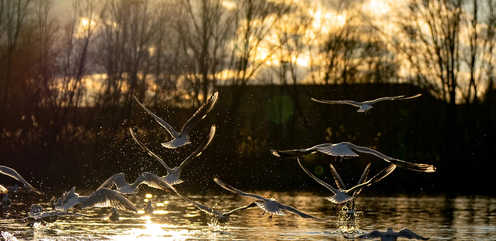 Kidbrooke Village Parkland
