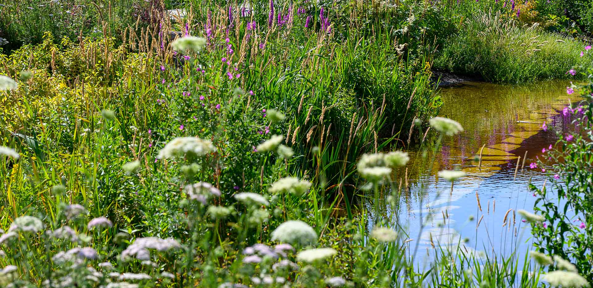 CGI closeup of meadow-style greenery vegetation and water body pond.
