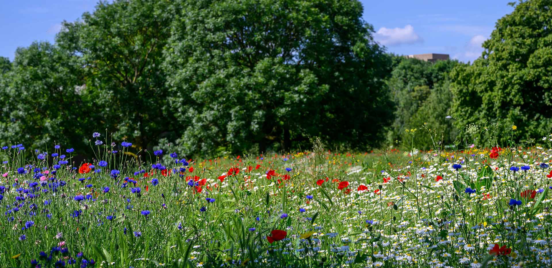 An image of the Plumstead local area
