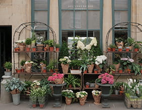 Pulteney Bridge Flowers