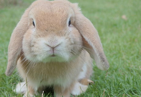 Easter Celebrations Royal Arsenal Riverside