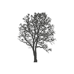 Silkstream - Icon of a tree
