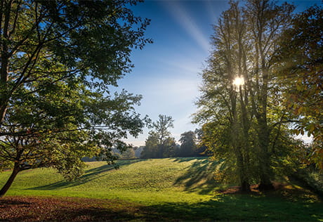 Sunlight streaming through trees on a grassed lawn