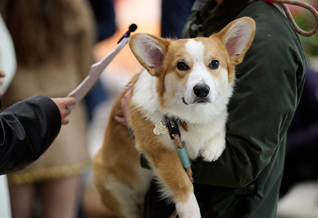 An image of a person holding their dog