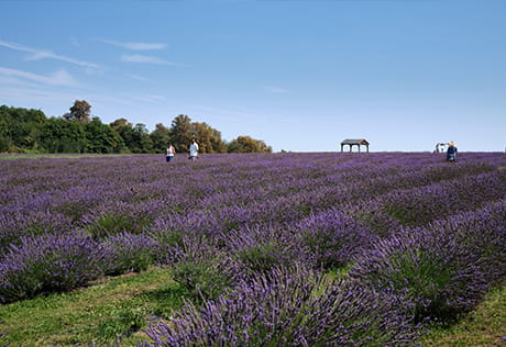 An image of the Mayfield Lavender Farm