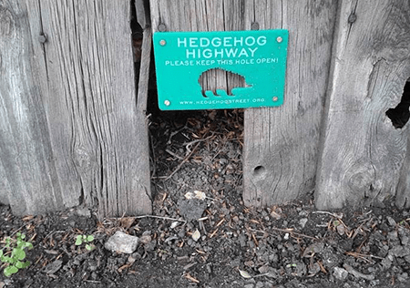 Trent Park - National Hedgehog Day