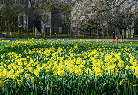 Trent Park - Daffodil Bulbs