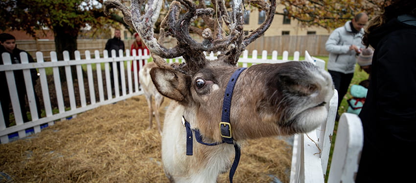 Father Christmas Brings Festive Cheer