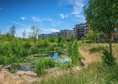 Biodiversity at Kidbrooke Village