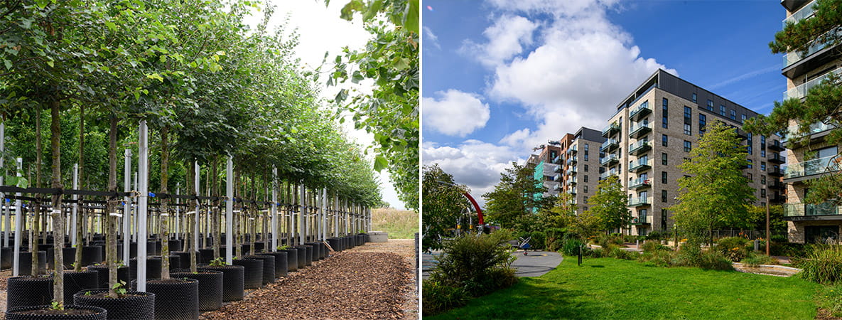 Montage of trees being grown and outside space