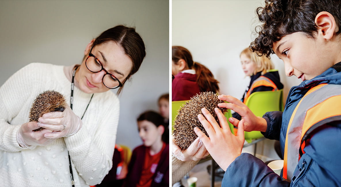 Children meeting a hedgehog and learning about awareness