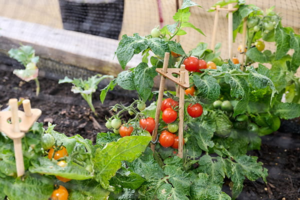 An image of tomatos grown at the allotments